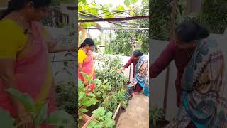 బాబోయ్ ఎన్ని టొమాటోలో, ఎంత పెద్ద గ్రో బ్యాగో #ushasgarden #harshadeepgarden #swadesam2videsam #tips