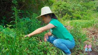 莲姐心心念念的九层塔终于找到了，看看莲姐用它来做什么【乡村莲姐】@4K