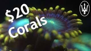 The Top 8 Corals for Under $20!