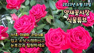 양재꽃시장 식물튜브 23년 6월 13일 입고영상 시청 하시면서 눈호강과 힐링 하세요~  #양재꽃시장 #식물튜브 #월동 #관엽 #식물아빠