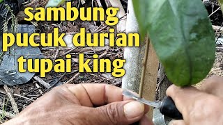 cara yang mudah berhasil sambung pucuk durian‼️Tupai king