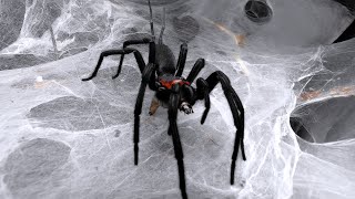 Feeding some Funnel \u0026 Curtain Web Spiders 4 | Harmonicon, Trechona, Linothele and more