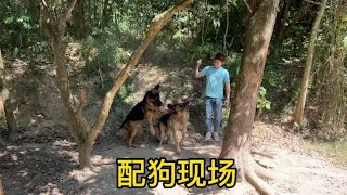 实拍农村配狗现场，90斤的种公见母犬太兴奋的，主人都快拉不住的