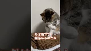 【キジ白猫】猫の迷信？ #shorts