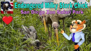 Last-chance Efforts to Save Endangered Milky Stork Species