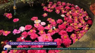 В Ботаническом саду Петербурга цветут камелии