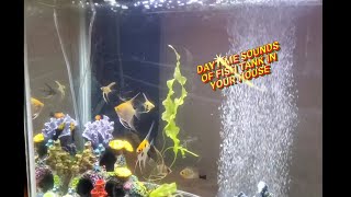 sounds of the fishtank and your house affirmation on following your dreams