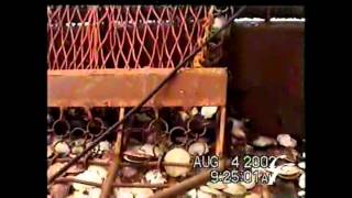 Sea Turtle \u0026 Scallop Dredge Interations   Narrated