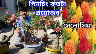 সেলোসিয়া ফুলের যত্ন ও পরিচর্যা | মোরগ ফুল | শীগের বাগান |মরসুমি ফুল | My Garden