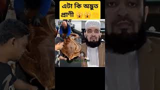 এটা কি প্রাণী 🙀🤲 #islamicvideo #duet #mizanurrahman #islamicmessages #allah #islamicsayings #shorts