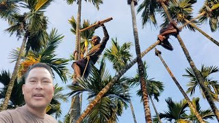 BETEL NUT SELLING AFTER PLANTATION//BETEL NUT HARVESTING USING ROPE TRADITIONAL TECHINIC:ADA ALFRED