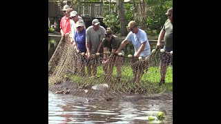 Manatee rescue