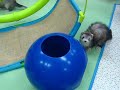 フェレット遊園地で遊ぶ2012年3月7日生のマーシャルフェレット 小動物専門店マリン