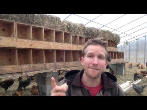 Getting chickens to lay eggs inside nesting boxes Getting chickens to lay eggs inside nesting boxes