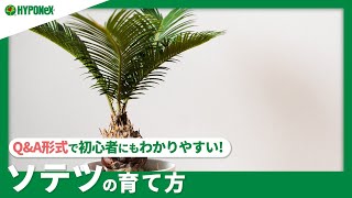 ☘:215 ソテツの育て方｜丈夫に育てる管理方法は？水やりや肥料などの管理方法もご紹介｜【PlantiaQ\u0026A】植物の情報、育て方をQ\u0026A形式でご紹介