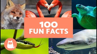 100 WILD FACTS About WILD ANIMALS 🦊🐸 Do You Know Your ANIMAL FACTS?