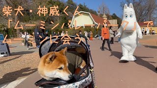 【犬旅】柴犬・神威くん 「ムーミンバレーパーク（MOOMINVALLEY PARK）」でムーミン谷の住人になる