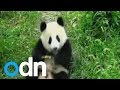 CUTE: Pandas celebrate Chinese holiday