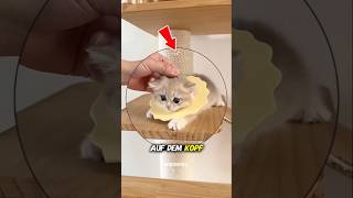 Sie schlug Eier auf dem Kopf ihres Kätzchens auf … und dann passierte das #shortsvideo #viralshorts