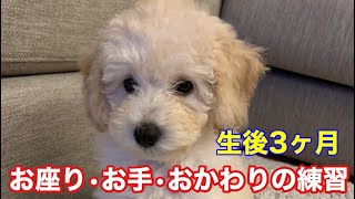 子犬のしつけ お座りお手おかわりの練習　【生後3ヶ月】トイプードル　モコちゃん