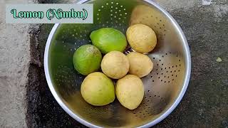 ଲେମ୍ବୁ ଆଚାର (ଏପରି କରନ୍ତୁ ପିତା ଲାଗିବନି).Lemon Pickle.🤤 Village Life Forever