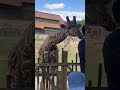 giraffe giraffeenjoyingfood zoo essexcountyturtlebackzoo newjersey usa visited