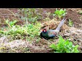 畑にキジがやってきた！！pheasant came to the field