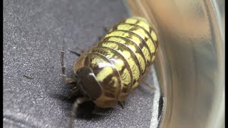 Armadillidium vulgare ‘Nightgold’ Project