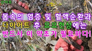 몸속의 염증을 치료하고 열을 내려주며 혈액순환에 도움을 주는 이 약초는 특히 다이어트 후 요요현상에 반드시 필요합니다~! 산야초TV 산야초산행