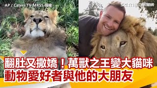 翻肚又撒嬌！萬獸之王變貓咪　動物愛好者與他的大朋友｜三立新聞網 SETN.com