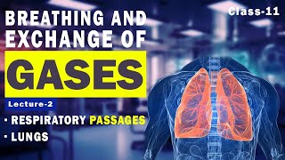 Breathing and exchange of gases/Class 11/Respiratory passages/CBSE board