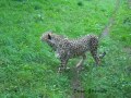 cheetah acinonyx jubatus gepárd