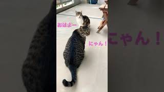 猫ちゃん達、おはようの挨拶できるかな？