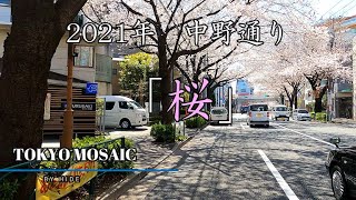 ２０２１年　中野通り　「桜」　新青梅街道と中野通りの交差点「蓮華寺下」から「中野駅前」まで「約７分」。中野通りの桜並木をご覧いただけます。