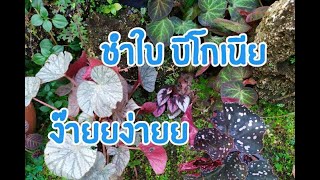 Begonia Propagation  การชำใบ บีโกเนีย