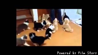 子犬の窓口 犬舎紹介の動画 2014106