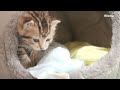 7日目 子猫が気持ちよくミルクを飲める態勢と光への変化 【瀬戸のここ日記】