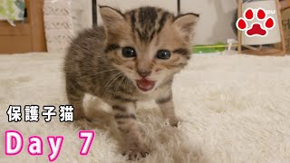 7日目 子猫が気持ちよくミルクを飲める態勢と光への変化 【瀬戸のここ日記】