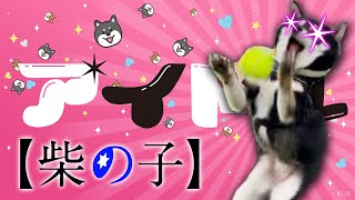 【アイドル】を天才的な柴犬様が替え歌した