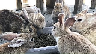 「かわいい」がいっぱい！仲良しうさぎたちの大食事会