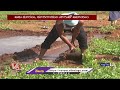 farmers earn huge profit from greens farming in bachayapally siddipet v6 news