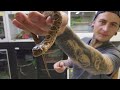 baby false water cobras hatching