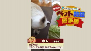 【我が家のペット特技選手権】れん（米子市）