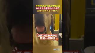 狗狗吹空调把自己吹成面瘫！被主人送去医院针灸、吃中药，它的穴位和人是一样的吗？#万万没想到