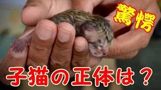 【驚愕】道路の真ん中でうずくまっていた小さな子猫。しかし保護してみたら実は普通の子猫ではなかった！