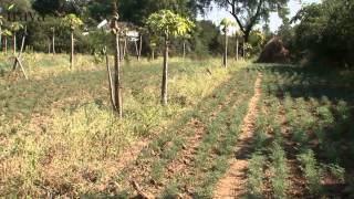 Within Iraya - Factory and Organic Farms