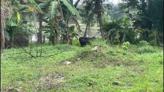 15.5 perches of bare land for sale in Gampaha for Rs. 2.45 lakhs (Per Perch)