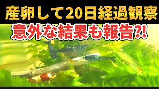 【産卵して20日】【ベルベットブルーシュリンプ】もう少しで産まれる