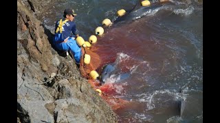 22.2.25: 八景島シーパラダイスは、人々を毒するためにイルカへの拷問を支援しています。