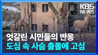 길 가다 사슴 만나면? 순천 도심서 잇따라 출몰 ‘고심’ / KBS  2025.02.04.